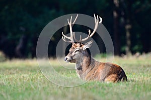 Red deer, Cervus elaphus
