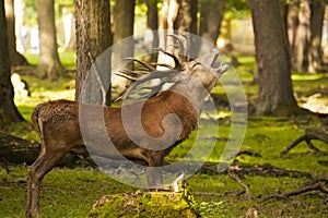 Red deer / Cervus elaphus bellowing in the forest