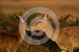 Red deer (Cervus elaphus) with a calf