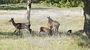 Red Deer (Cervus elaphus) calf suckling