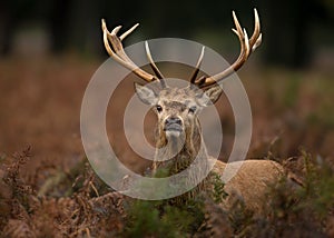 Red deer (Cervus elaphus)