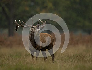 Red deer (Cervus elaphus)