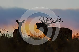 Red deer, cervus elaphus, couple during rutting season at night