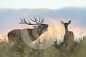 Red deer, cervus elaphus, couple during rutting season.