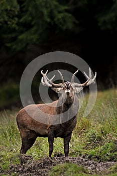 red deer, cervus elaphus, Czech republic