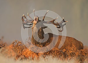 Red deer (Cervus elaphus) at dawn