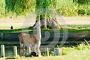 Red Deer (Cervus elaphus) doe in water, eating leaves from a willow tree