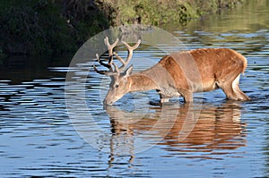Red deer, Cervus elaphus