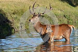 Red deer, Cervus elaphus