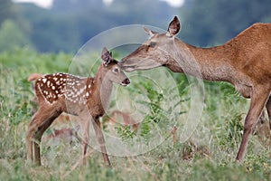 Red deer Cervus elaphus female hind mother and young baby calf photo