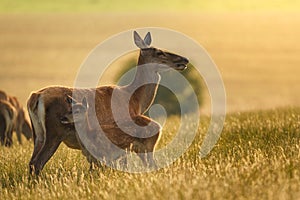 Red deer Cervus elaphus female hind mother and young baby calf at sunset