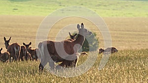 Red deer Cervus elaphus female mother and young baby calf at sunset
