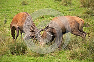 Red deer, cervus elaphus, fight during the rut.