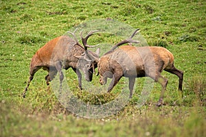 Red deer, cervus elaphus, fight during the rut.