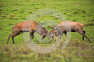 Red deer, cervus elaphus, fight during the rut.