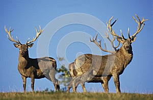 Red Deer, cervus elaphus, Group of Males against Blue Sky