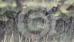 Red Deer (Cervus elaphus) herd with Jackdaw