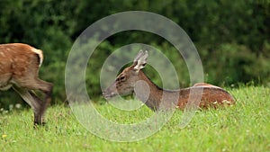 Red deer, cervus elaphus, hind and fawn grazing on a meadow.