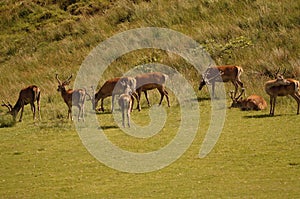 Red Deer (Cervus elaphus) on the Isle of Jura an inner Hebridean Island in Scotland, UK