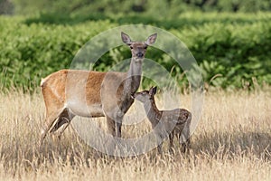 Red Deer (Cervus elaphus) mother and calf