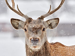 The red deer Cervus elaphus photo