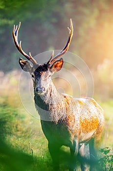 Red Deer Cervus elaphus portrait