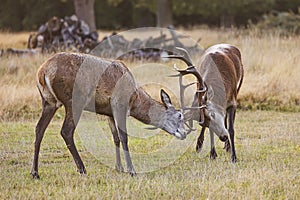 the red deer (Cervus elaphus) in Richmond park, struggling with each other