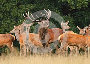 Red deer Cervus elaphus during rut