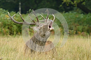 Red Deer, Deer, Cervus elaphus