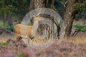 Red Deer (Cervus elaphus)