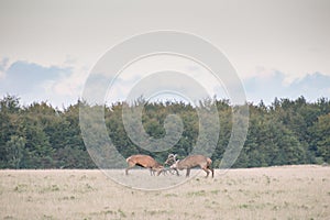 Red deer, Cervus elaphus in rutting season in Denmark