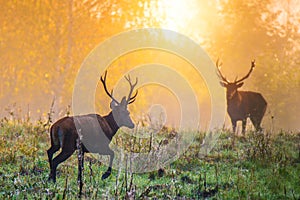 Red Deer Cervus elaphus Rutting Season at sunrise