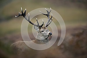 Red deer, Cervus elaphus