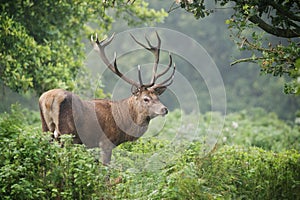 Red Deer (Cervus elaphus) stag