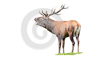 Red deer, cervus elaphus, stag with antlers roaring isolated on white