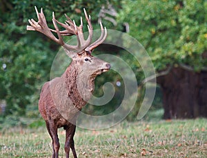 Red deer (Cervus elaphus) stag in Autumn.