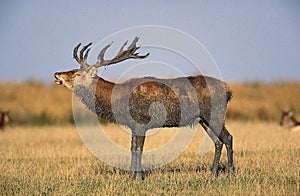 RED DEER cervus elaphus, STAG BELLING DURING THE RUT, FRANCE