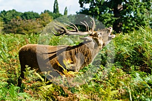 Red deer (Cervus elaphus) stag bellowing during the rut, taken in United Kingdom
