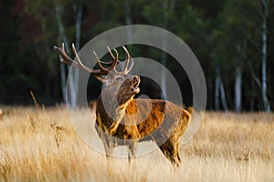 Red deer (Cervus elaphus) stag bellowing during rutting season