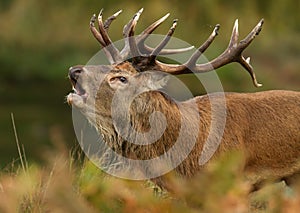 Red deer (Cervus elaphus)