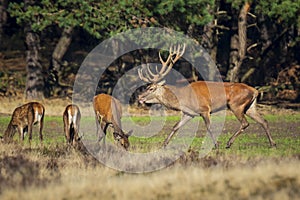 Red deer cervus elaphus stag chasing does during rutting season