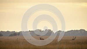 Red deer cervus elaphus stag chasing does during rutting season