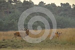 Red deer cervus elaphus stag chasing does during rutting season