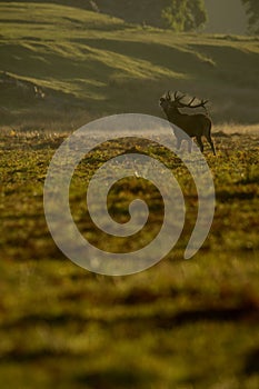 Red Deer (Cervus elaphus) stag in morning.