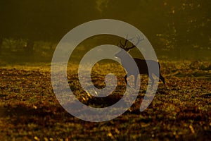 Red Deer (Cervus elaphus) stag in morning