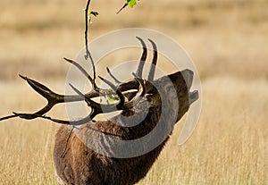 Red Deer Cervus elaphus stag roaring calling or bugling