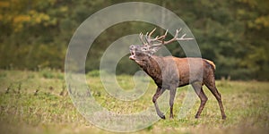 Red deer, cervus elaphus, stag roaring during rutting season in autumn.