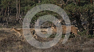 Red deer Cervus elaphus stag  in rutting season