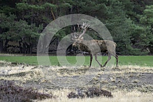 Red deer Cervus elaphus stag  in rutting season