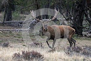 Red deer Cervus elaphus stag  in rutting season